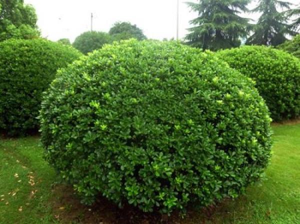 Pittosporum tobira