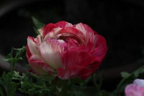 Celery leaf peony