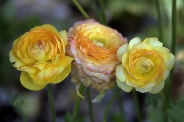 beautiful celery leaf peony