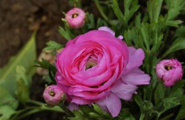 Celery leaf peony