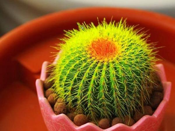 beautiful cactus
