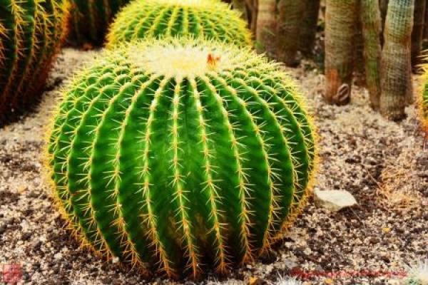 Cactus