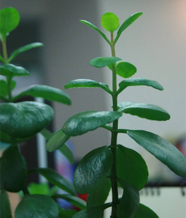 Take root in the ground