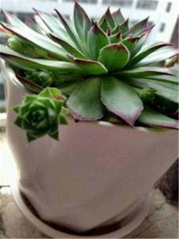 rainbow jade