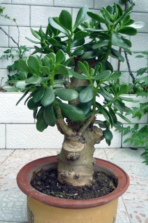 Cheeky plant