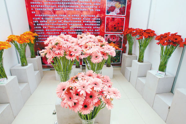 Cut Flower