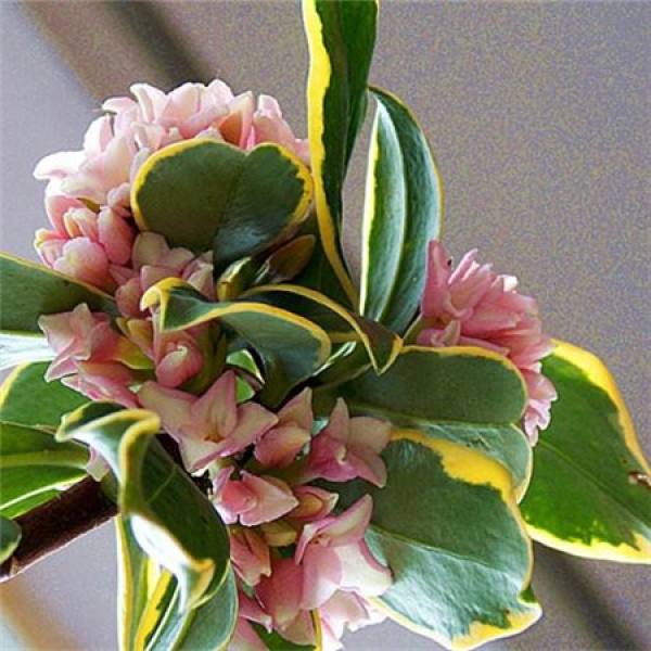 Daphne odora var. marginata