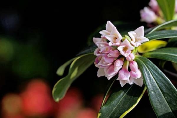 beautiful Daphne in Phnom Penh