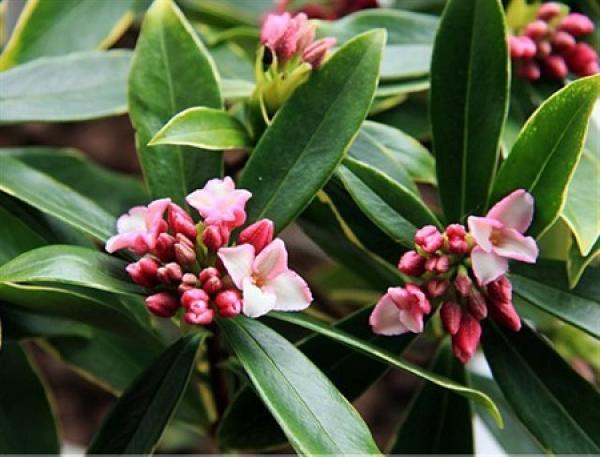 beautiful Daphne in Phnom Penh