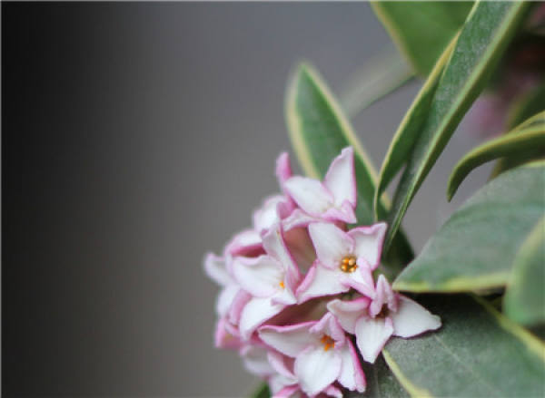 Daphne odora var. marginata