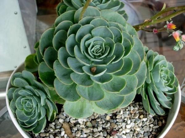 Herba Echeveria