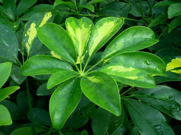 Schefflera variegata