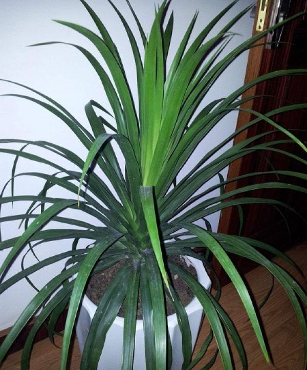 Herba Draconis