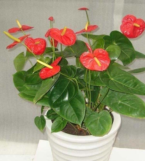 Anthurium