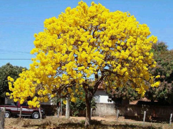 Windwood with yellow flower