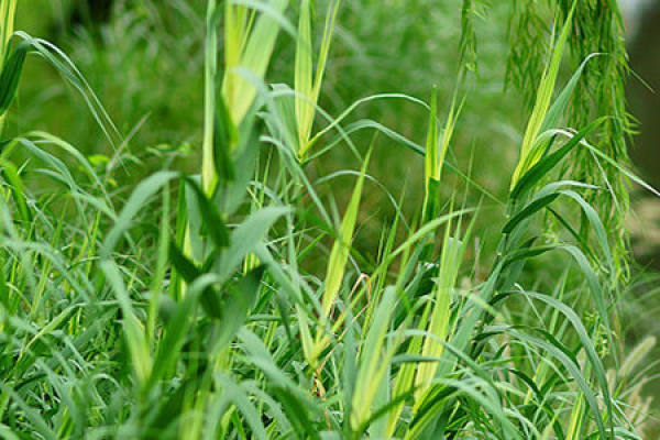 beautiful flowers, leaves and reeds