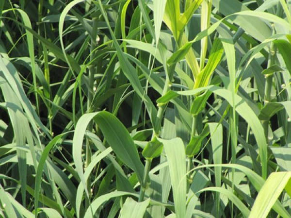 Arundo donax