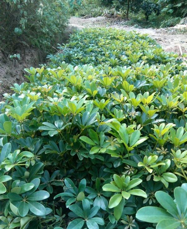 Schefflera japonica