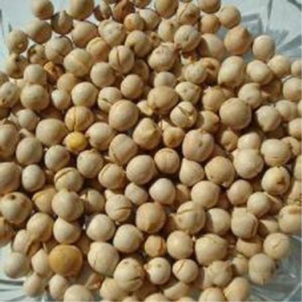 Chickpea