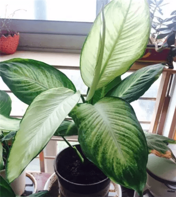 Rohdea leaf