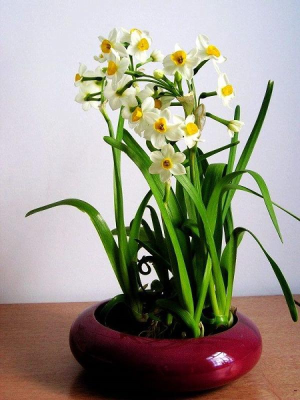 Narcissus