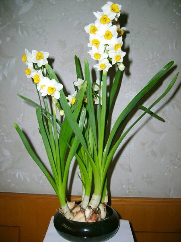 Hydroponic daffodil