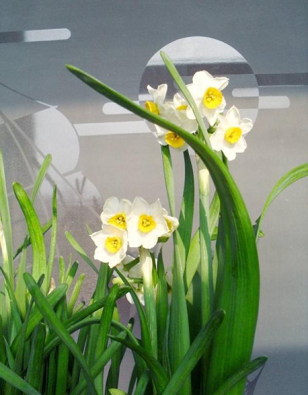 Narcissus