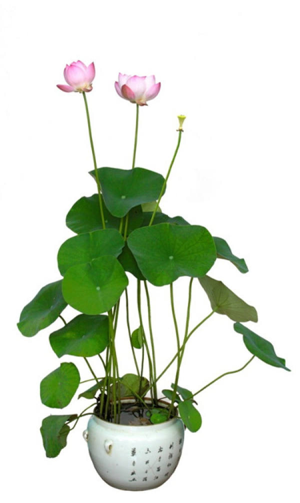 Bowl Lotus