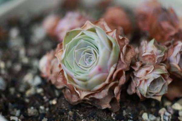 beautiful mountain rose