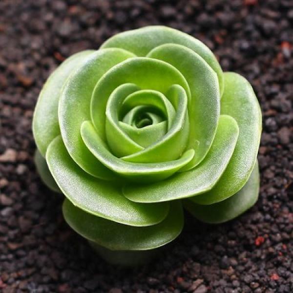 Mountain Rose