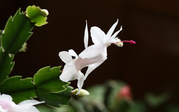 Zygocactus japonicus