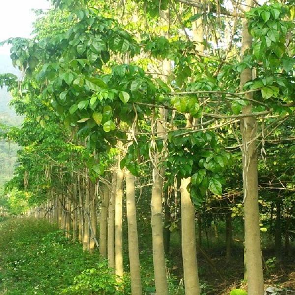 Emerald Tree