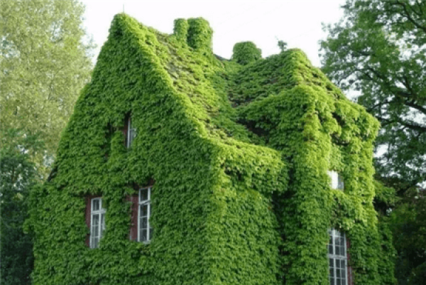 Beautiful creeper.
