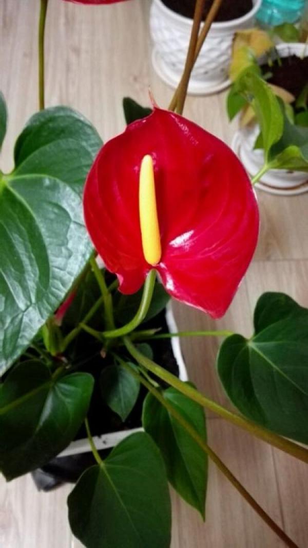 Anthurium