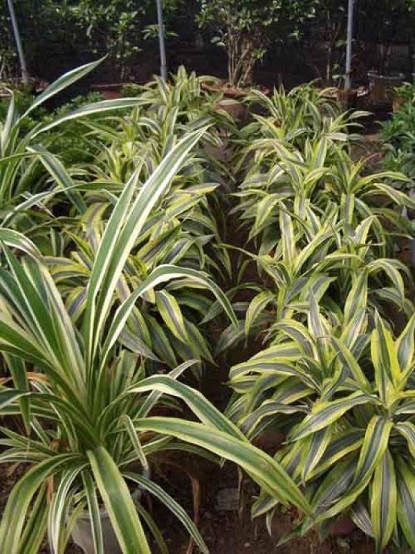 beautiful Phnom Penh snake plant