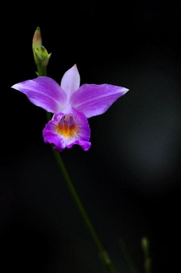 Bamboo Leaf Orchid