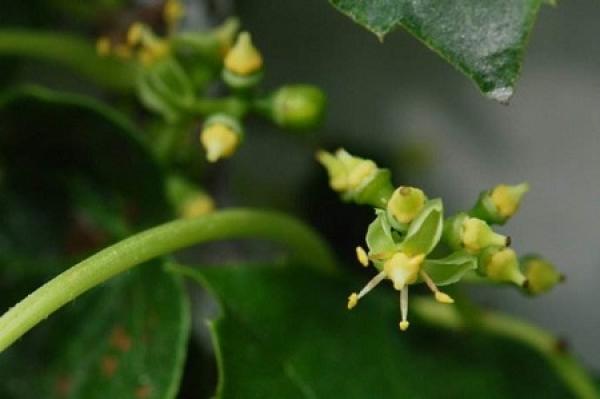 Chinese ivy