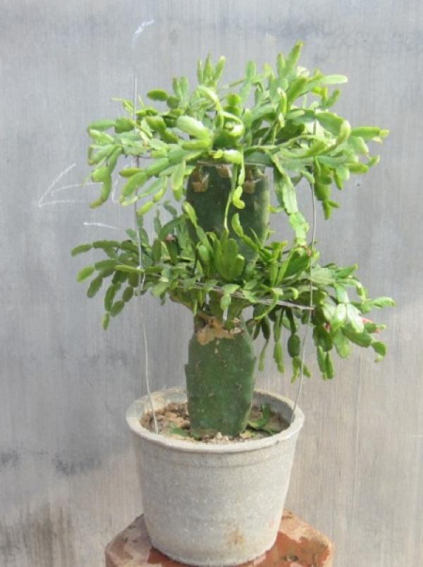 Is Christmas Cactus poisonous The Plant Aide