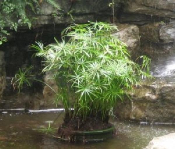 Herba Cyperi