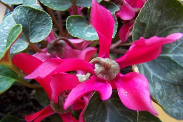 beautiful Cyclamen