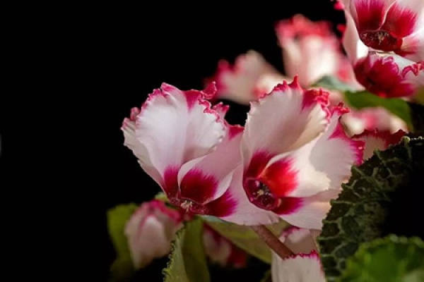 beautiful Cyclamen
