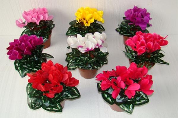 Cyclamen