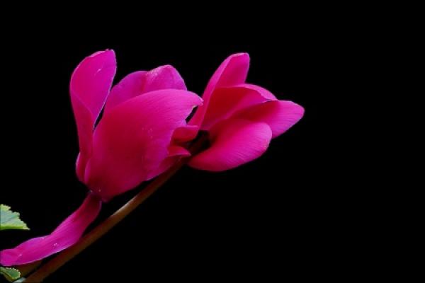 Cyclamen