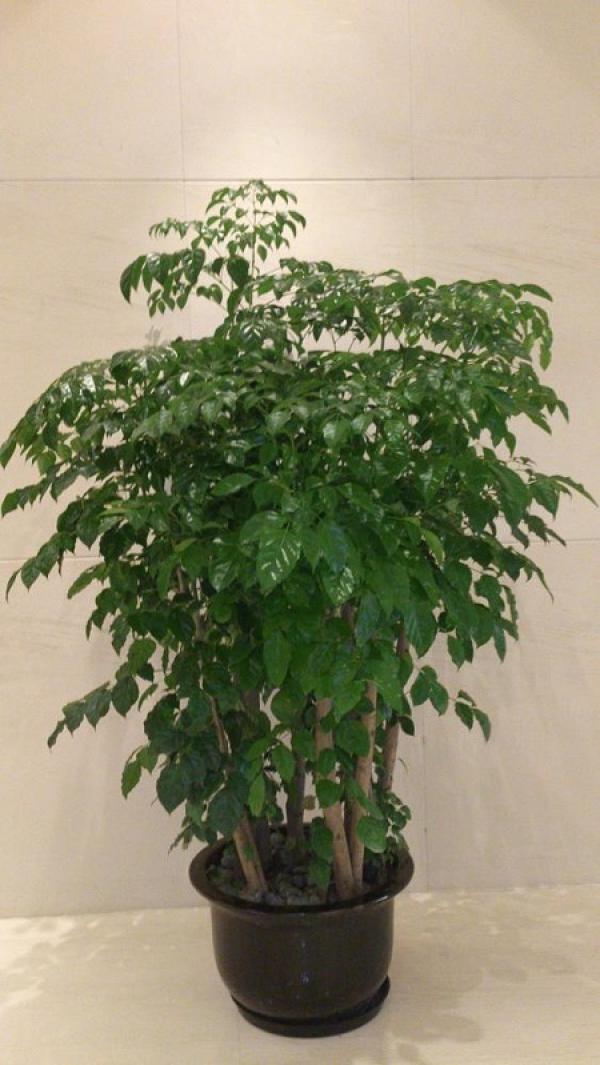 Emerald Tree