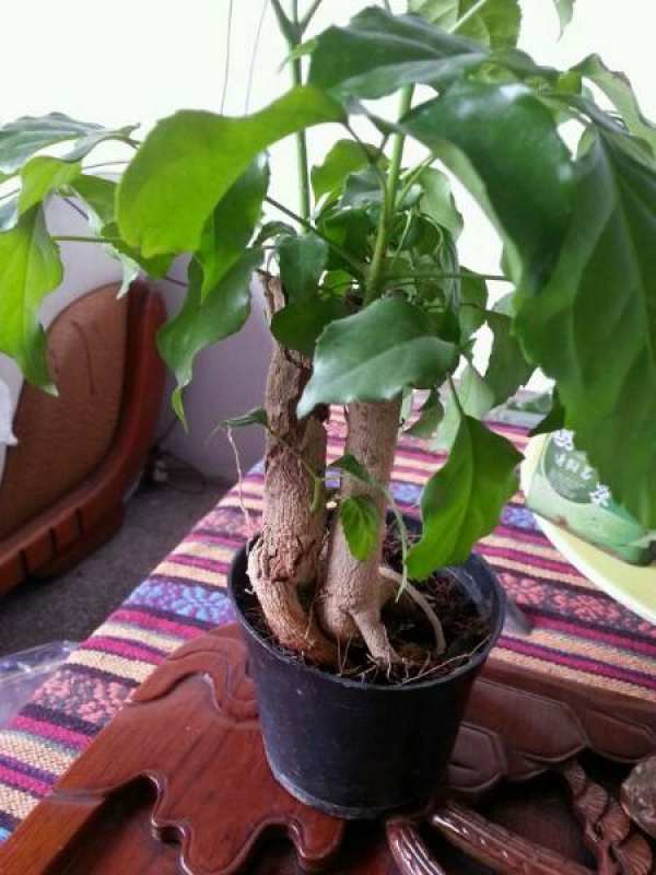Emerald Tree