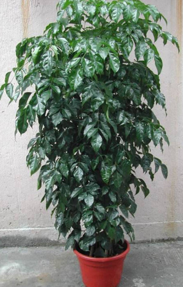Emerald Tree