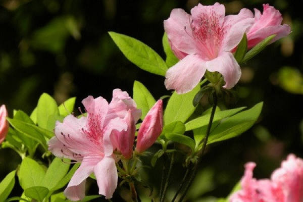 Rhododendron
