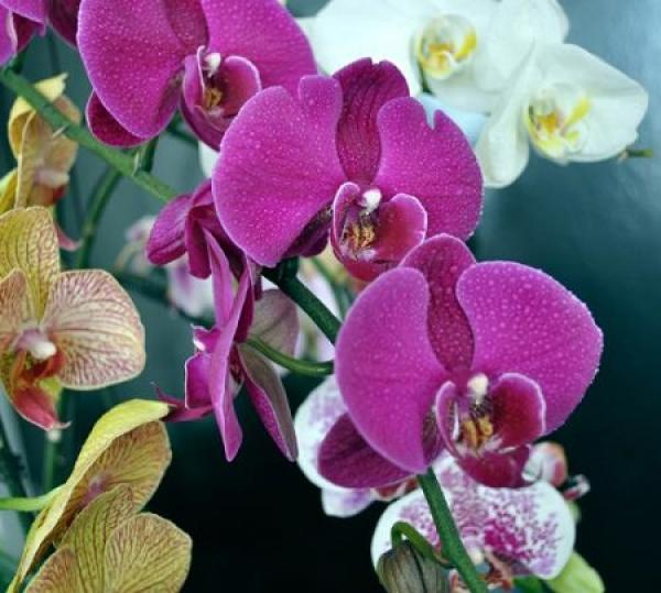 Butterfly Orchid