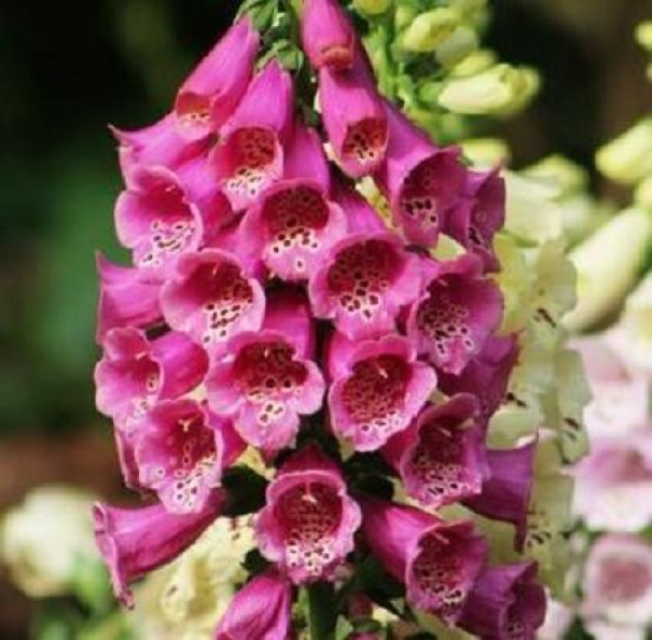 Digitalis