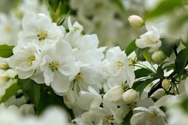 Chinese flowering crabapple